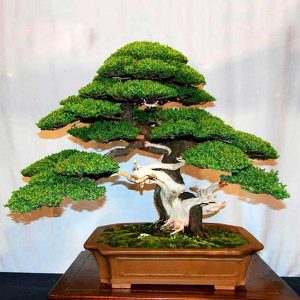 Arcobonsai