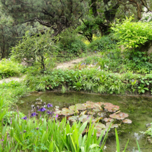GIARDINO BOTANICO HELLER