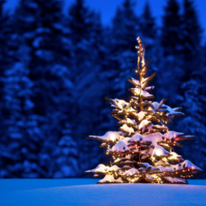 Foto Degli Alberi Di Natale.Il Pianeta Degli Alberi Di Natale Lago Di Garda Eventi Manifestazioni E Appuntamenti