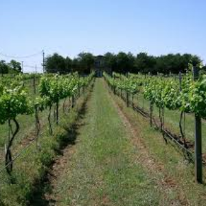 IL RISEVGLIO DELLA VIGNA E DEI SAPORI IN VALPOLICELLA