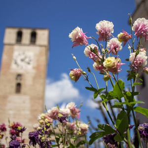 I Fiori Di Castellaro Lagusello Lago Di Garda Eventi Manifestazioni E Appuntamenti