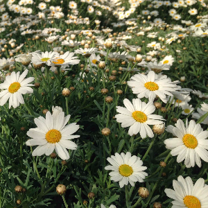 MARGHERITA PER AIRC 2017 Un fiore per la ricerca dal 3 marzo al 25 aprile