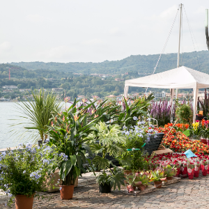 “Salò Garda Flowers”  SPRING EDITION - Fiori, piante, colori e profumi del Lago di Garda
