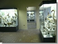 Museo Civico Ornitologico a Lonato del Garda (Bs)