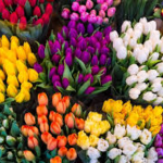 TULIPANOMANIA BARDOLINO