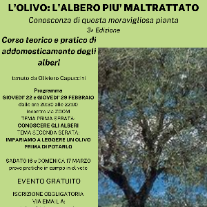 L'Olivo: l'albero più maltrattato