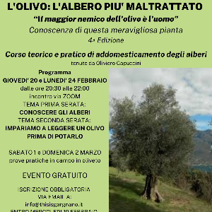 L'olivo l'albero più maltrattato