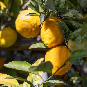 Limonaie d'inverno e mercato delle qualità