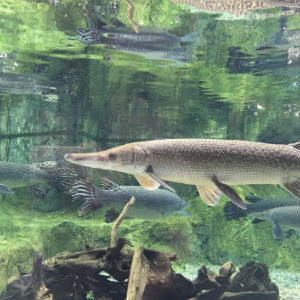 Trofeo di pesca al luccio e trofeo Giacinto Tamburini