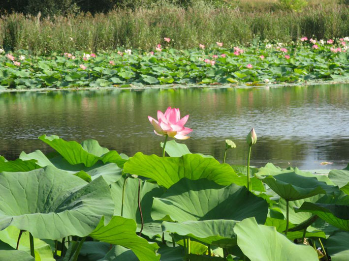 Tra i fiori di loto a Puegnago del Garda (Bs)